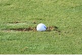A golf ball in a fairway divot!