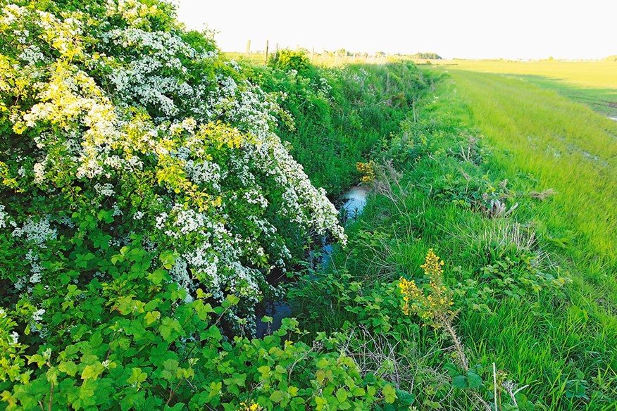 We try to track down the source of the Swilcan Burn, which crosses the 1st and 18th holes on St Andrews Old Course.