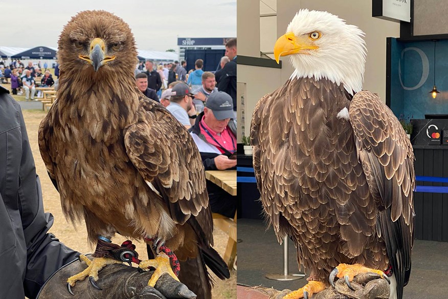 Fearnley and Electra are at The Open to keep the seagulls away.