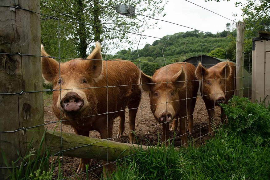 The Tamworth pigs at Gillyflower are called birdie, bogey and eagle.