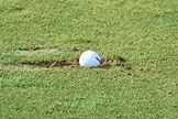 A golf ball in a fairway divot!