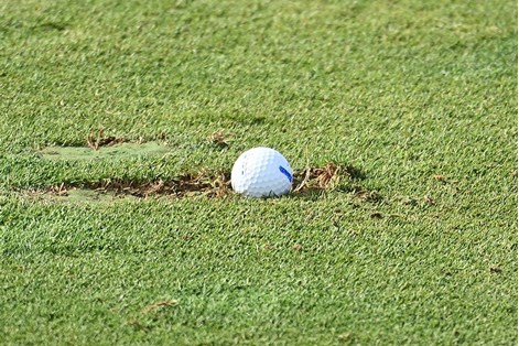 A golf ball in a fairway divot!