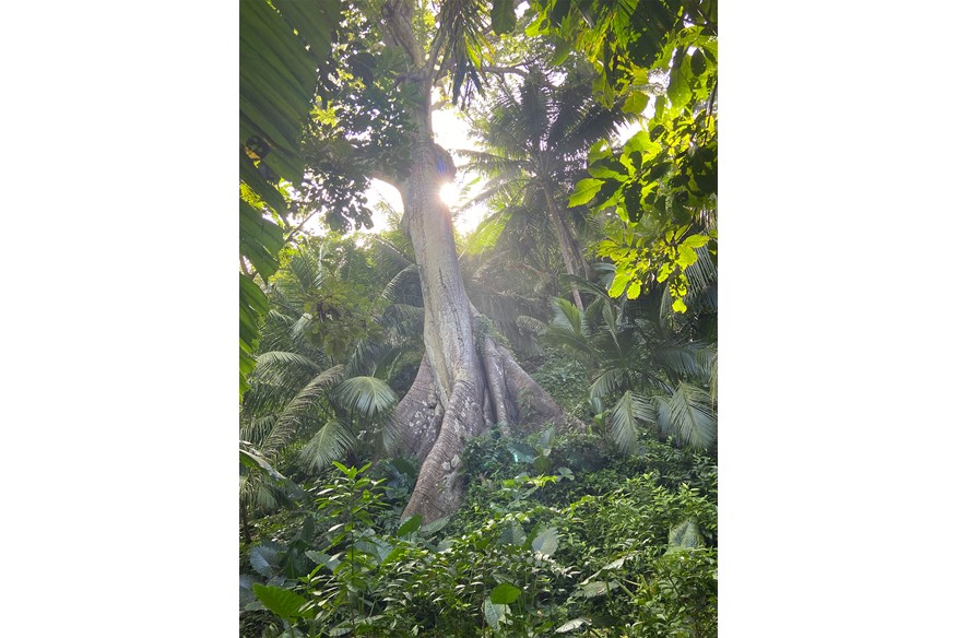 Apes Hill Baobab Tree