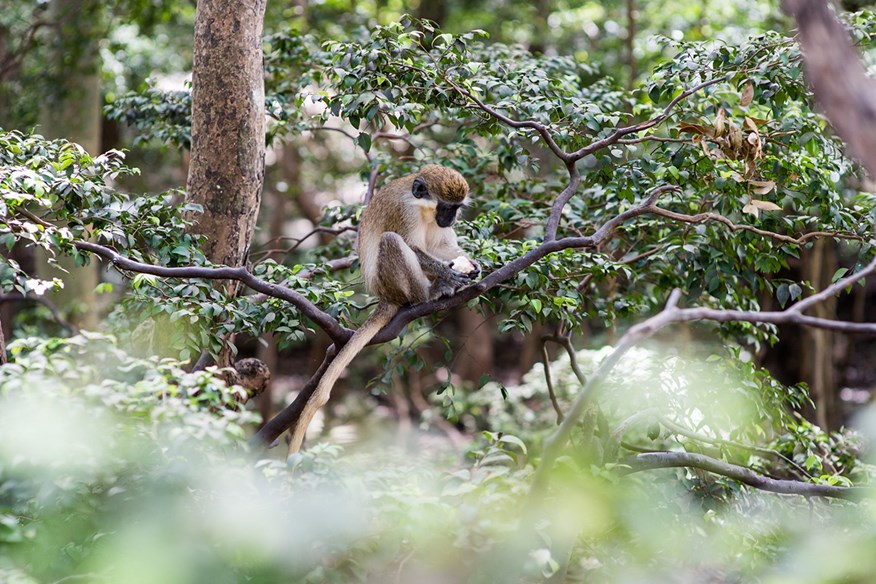 Green Monkey's at Apes Hill