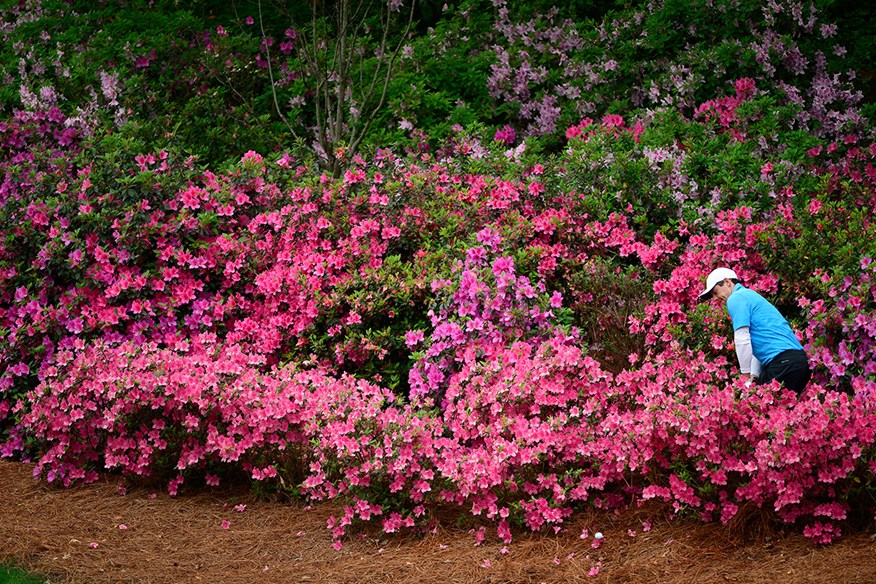 The Azalea's in full bloom at Augusta