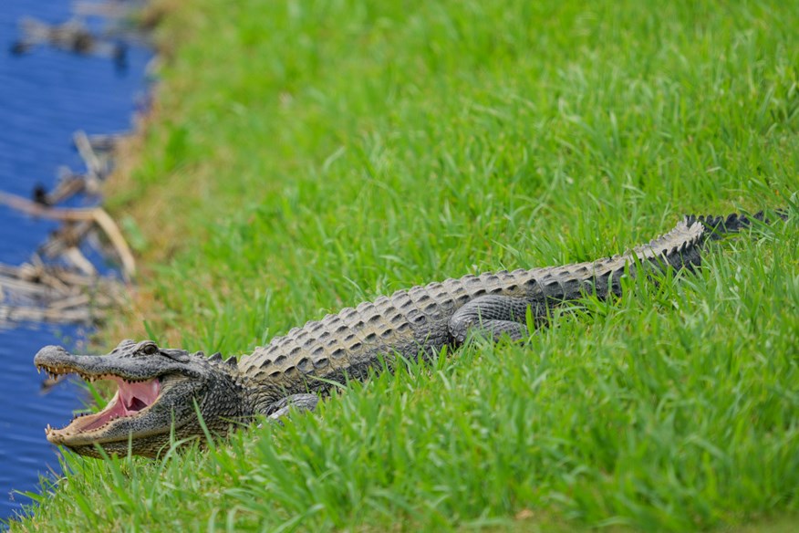 The TPC Louisiana wildlife will be looking forward to the action once more.