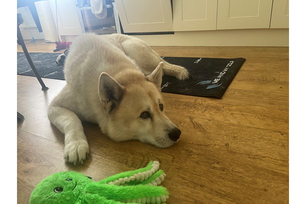 Fluffy dogs and putting mats = not a great combo