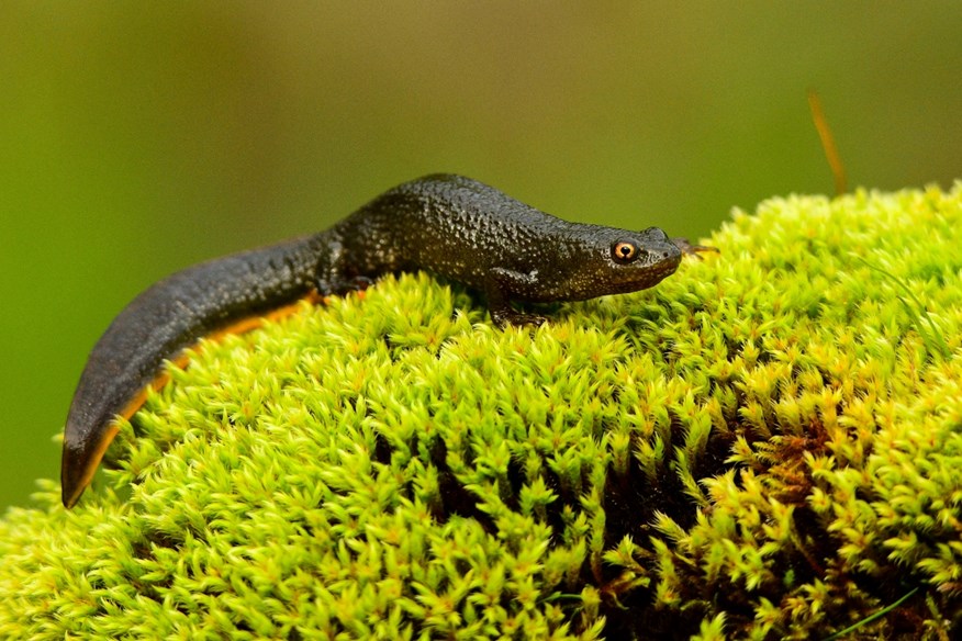 The Great Crested Newt