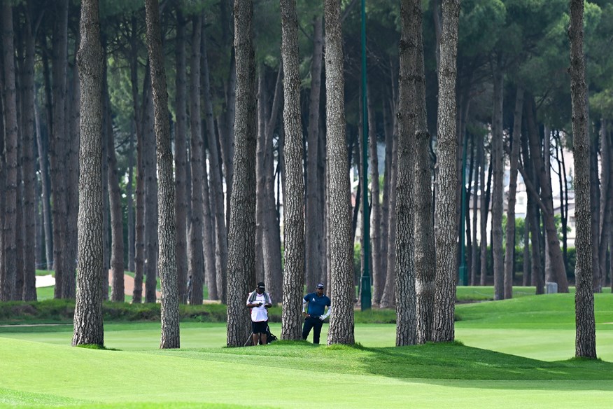 Despite what they say, trees are not in fact 90% air.