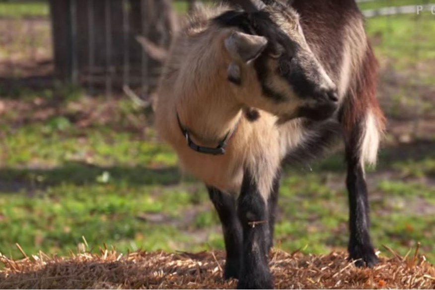 Who did Divot the Goat back to win the WGC?