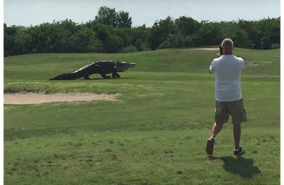 This giant alligator makes a Florida golf course his home