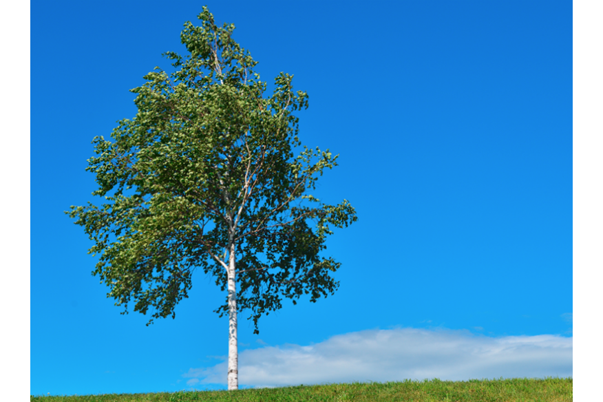 Silver birch